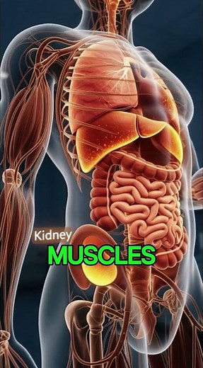 What Beer Really Does Inside Your Body (Effects + Side Effects Explained)