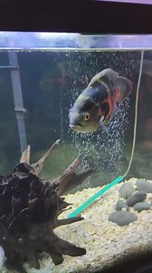 97K views · 487 reactions | Training My Fish To Play Beer Pong! #fish #fishtank #Oscars | Fish With Tony Mustache | Facebook