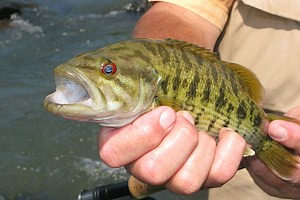 Black Bass: How Many Species Are There? - Game & Fish