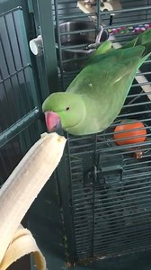 19K views · 288 reactions | What time is it? BANAN TIME!  | Peepo | Facebook