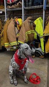 Meet Blue – LAFD’s 2024 Howling Hero! 🐾❤️ Blue’s journey began with hardship. Rescued from an illegal backyard breeding operation during the chaos of 2020, she was brought back to health and into a loving home with Kristen Nystrom. Blue quickly became the heart of the household, spreading comfort and joy to family, friends, and neighbors during the height of the pandemic. Now three and a half years old, Blue was proudly named the winner of the 2024 Howling Heroes contest, which helped raise ove
