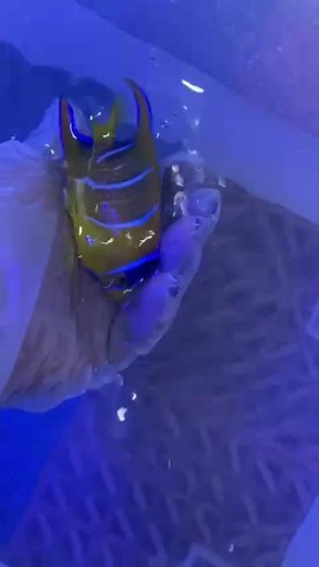 🌊 Queen Angelfish (Holacanthus ciliaris)🐠 #aquarium #angelfish #reeftank #coralreef #reeflife