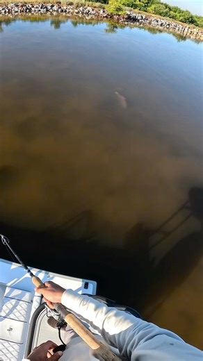 @_malindar772 | Bull red inhaled the lil mullet and took me for a ride @nolivebaitneeded @quantum.fishing #redfish #reddrum #fish #fishing #florida... | Instagram