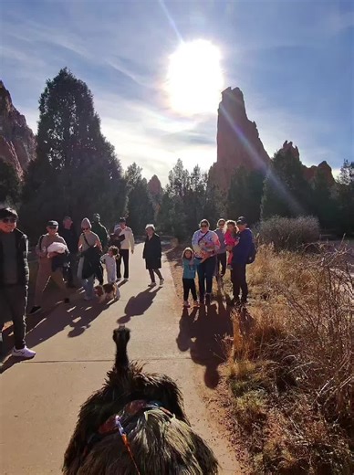 Emu Delights: Heartwarming Moments to Brighten Your Day