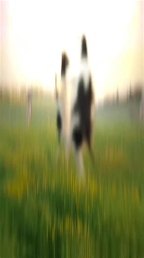 kay (@kay66086)’s videos with original sound - Van Buren