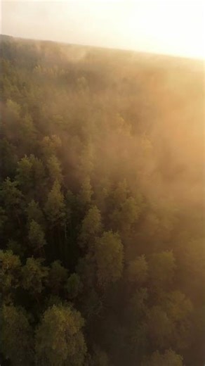 Forest Whispers | Drone slow flyby | #forest #nature #scenicviews