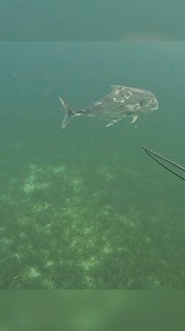 Pole Spearing an AP (African Pompano) | Kelly Young