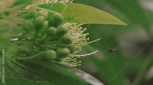 Golden penda flower or Xanthostemon chrysanthus, which contains a lot of nectar, the food source of trigona bees.