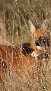 1.4K views · 1.7K reactions | ¿Sabrá Chamarrita lo mucho que la...