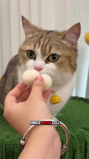 I made my cat prosthetic balls to give him confidence back 😼 #cat #wholesome