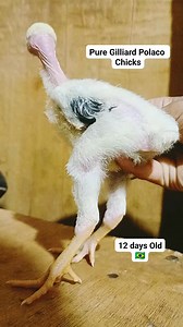 Unang Anak‼️POLACO PURE Gilliard Martin Line 🇧🇷 Parents: Both Direct Import Polaco from Brazil sana lumaki ka na healthy🙏 ☺️ Location: CEBU CITY 🇵🇭 #IslandBorn #Polacoagigante #puregilliardmartinspolaco #quality Angelo Cortes #PolacoPureGilliardMartinChick | Angelo Cortes