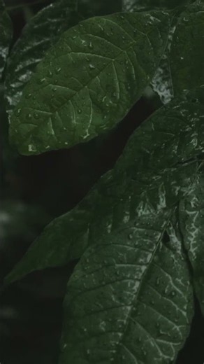 Rain on Green Leaves 🌧️ #Shorts