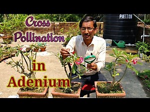 How to Cross Pollinate Adenium in the Easiest Way