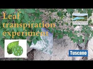 Weekly Science Challenge #10: Leaf transpiration experiment