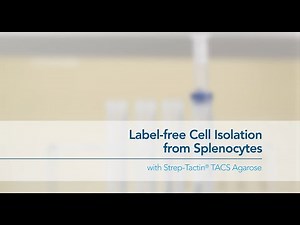 Label-free Cell Isolation from Splenocytes with Strep-Tactin® TACS Agarose