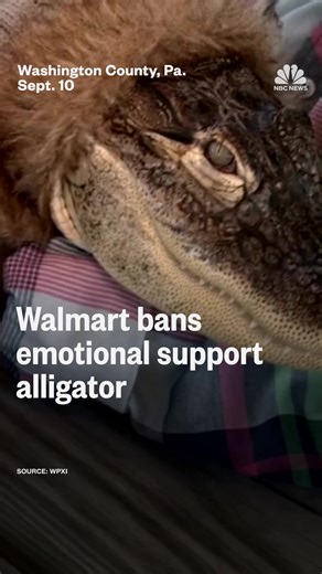 2.2M views · 28K reactions | Walmart has banned a Pennsylvania man from bringing his emotional support alligator into its stores. | NBC News | Facebook