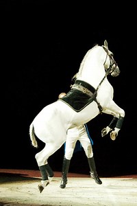 History of the Lipizzaners