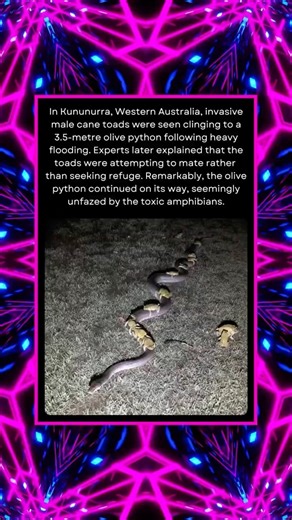 In Kununurra, Western Australia, Invasive Male Cane Toads Were Seen Clinging to a 3.5m Olive Python…