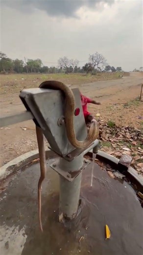 नाग देवता । स्नैक । सांप । महाकाल । snake । sap । Mahadev । cow #shorts #snake #viral