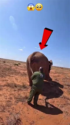 Why This Elephant Is So Weak in the Desert: The Surprising Fact
