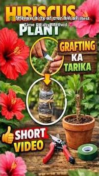 🌿 How to Graft Hibiscus Tree Properly | Best Time & Easy Method 🌺🌴🌲