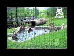Monkeys play tag around a pool
