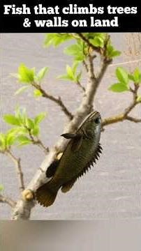 CLIMBING PERCH - The fish that climbs trees, walks on land & breathes outside water