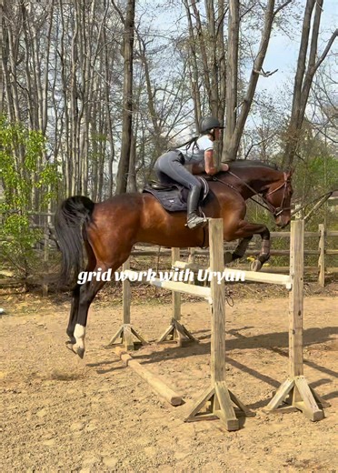 Horse Jumping Grid Work with Orion | Showjumping Training