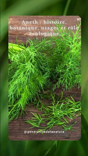 Aneth