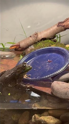 Feeding bullfrog #bullfrog #feeding #tank #40gallon
