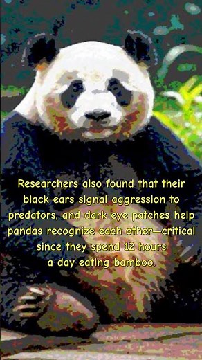 Fascinating Facts About Why pandas are black and white | Nature's Nerd