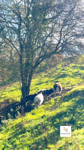 Fact Friday at Lane End Farm 🐏 Late autumn to early winter time is often referred as ‘Tupping Season’ Because tup is a traditional word for a male sheep (ram) and tupping is the act of mating. • • • #LaneEndFarm #Farm #Farmer #FarmHer #Farming #Sheep #SheepFarming #Ram #Ewe #Lamb #Tup #Tupping #Agri #Agriculture #BritishFarming #BackBritishFarming #JacobSheep #JacobSheepSociety #Jacobs | Lane End Farm
