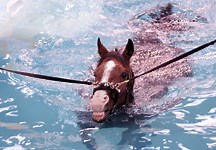 Ask H&H: legal responsibilities when running an equine hydrotherapy pool - Horse & Hound