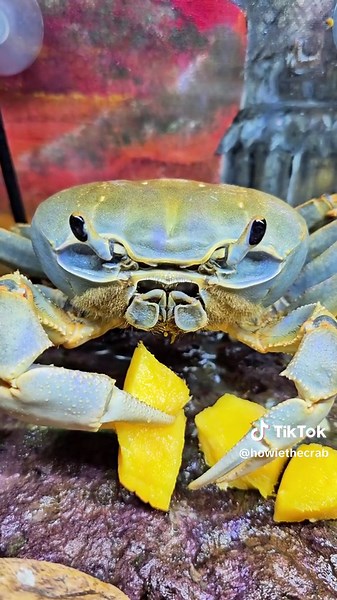 Howie the Crab: Molt Juice and Squeaky Conversations