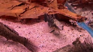 1.1K views · 36 reactions | Duckbill Sleeper Goby-Butis butis Here’s...