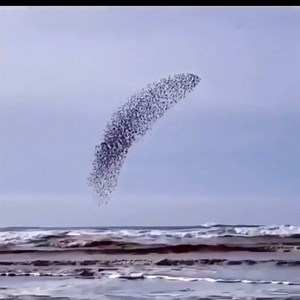 82K views · 973 reactions | A murmuration of starlings is an amazing sight! | Our Planet | Facebook