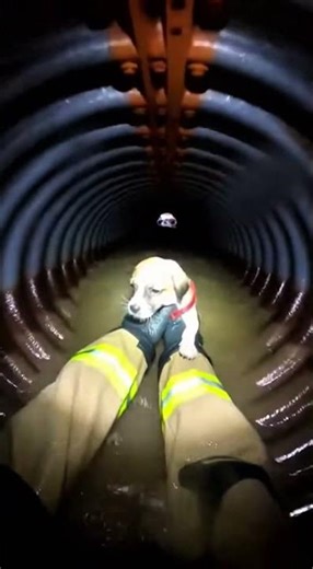 “POV GoPro: Firefighter Hears Puppy Crying Inside Flooded Storm Drain” #FirefighterPOV #PuppyRescue