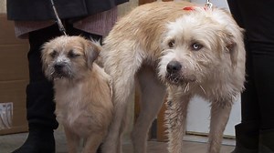 These pups have learned the hard way not to play with porcupines. | National Geographic Animals