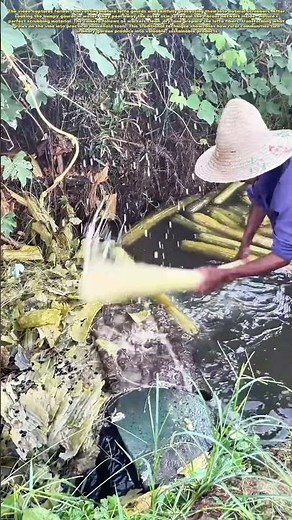 Nature's Sponge: How Farmers Turn Luffa Into Eco-Friendly Scrubbers