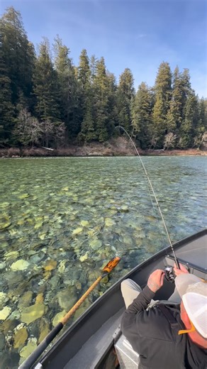 Making the best of the low water experience! 3 days with these boys was a good one 😎 Call or text to book at 541-761-7797 OPEN DATES 🎣👀Multiple Boats Available for Large groups . Call or text to book at 541-761-7797 Blair’s Guide Service #guidedfishing #fishingguide #pnwfishing #wildsteelhead #fishinglife @willieboats @fish_shimano_north_america @yakimabaitco | Blair’s Guide Service