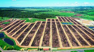 巴西农场牧牛养殖技术