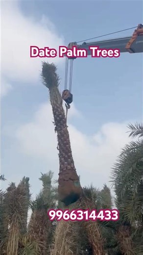 Date Palm Trees- Farming