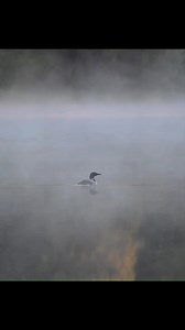 11K views · 532 reactions | Loon Flight... Loons need Lakes of at least 8 to 10 acres,with a quarter mile length, for their take offs and landings... Wyoming... | T. Lyn Neufeld Photography | Facebook