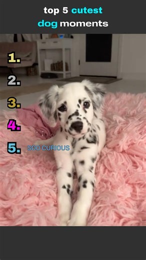 top 5 most adorable dogs!