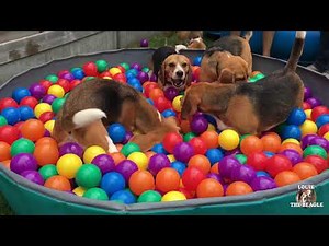 FUNNY BEAGLES HAVING A BALL PIT PARTY!