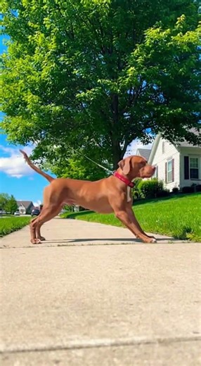 Dog Walking Invisible Leash