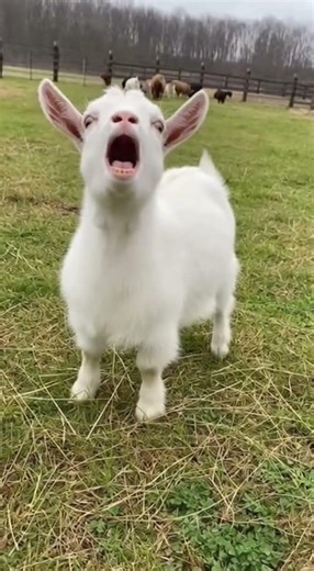 That is NOT a goat sound