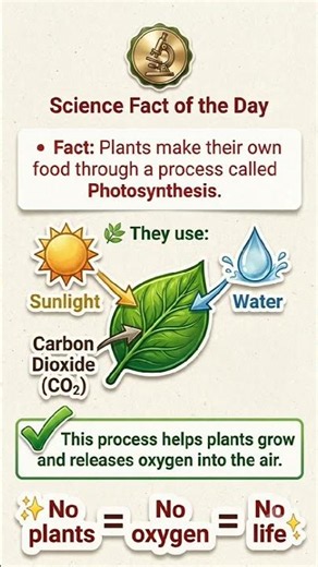 🔬 Science Fact | What Is Photosynthesis? 🌿