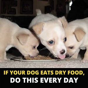 2.2K views · 1.6K reactions |  Sunday dog food, Monday dog food, Tuesday dog food... But IS it really ok for my dog to eat the same thing every day? 樂 Top veterinarian & creator of Nutra Complete, Dr. Gary Richter, reveals the answer — and what it means for YOUR dog's health! Tap here now to try Nutra Complete  bit.ly/350APpB | Ultimate Pet Nutrition | Facebook