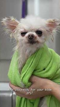 The Most Pitiful Pomeranian
